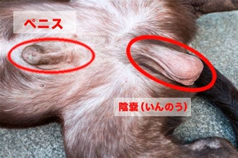 犬 ちんこ 赤い|獣医師解説！犬と猫の陰茎、ペニス、チンチンが赤い。